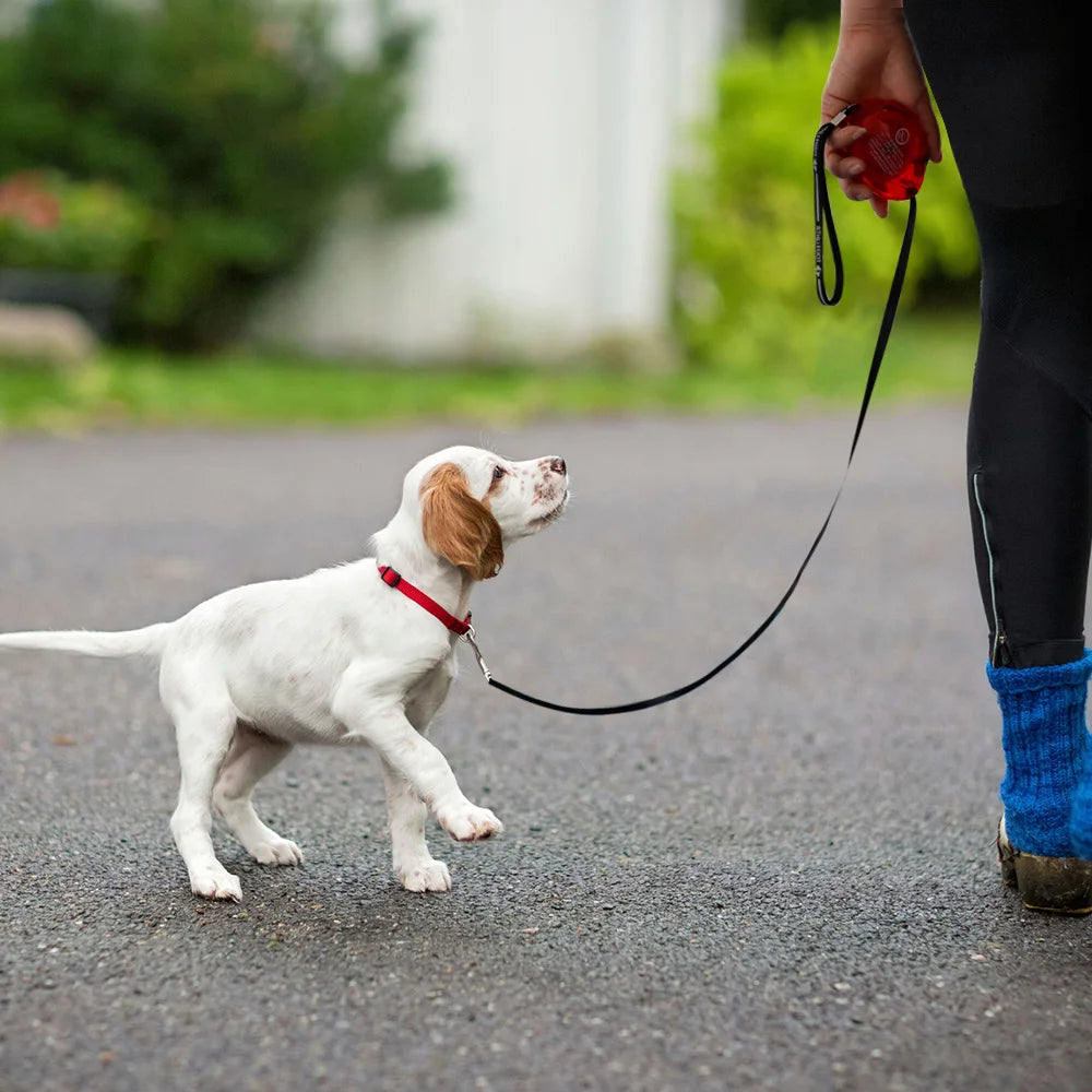 3M Retractable Small Dog Leash Automatic 10ft Dog Cat Leash Belt Extending Dog Lead for Small Dogs Puppy Chihuahua Pet Product