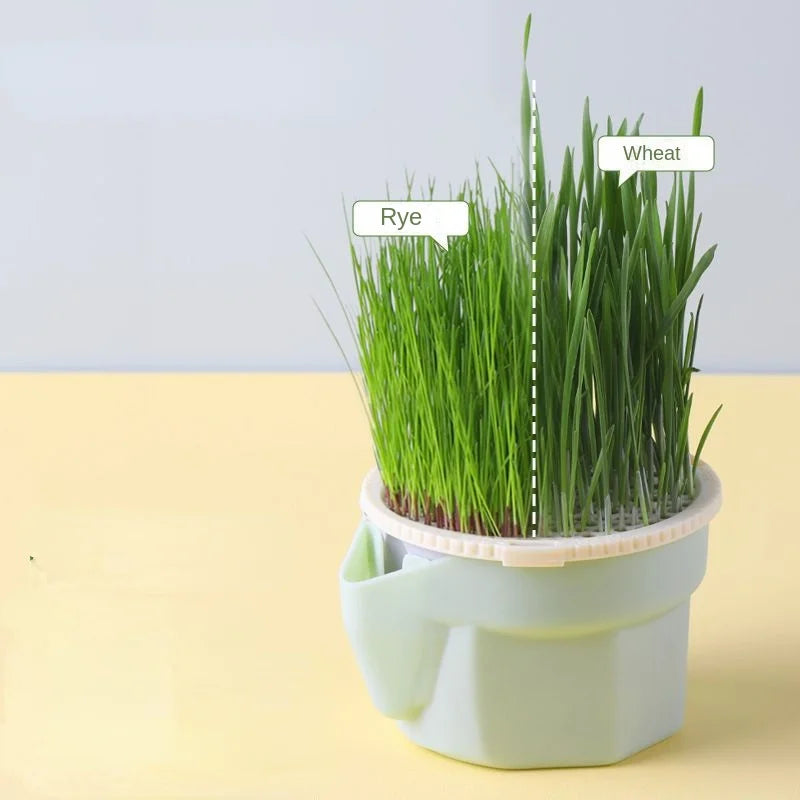 Cat Snack Mint Planting Hydroponic Plastic Box Cat Pot Contrast Hydroponic Det Cat Grass Plant Bowl without seed Garden Supply