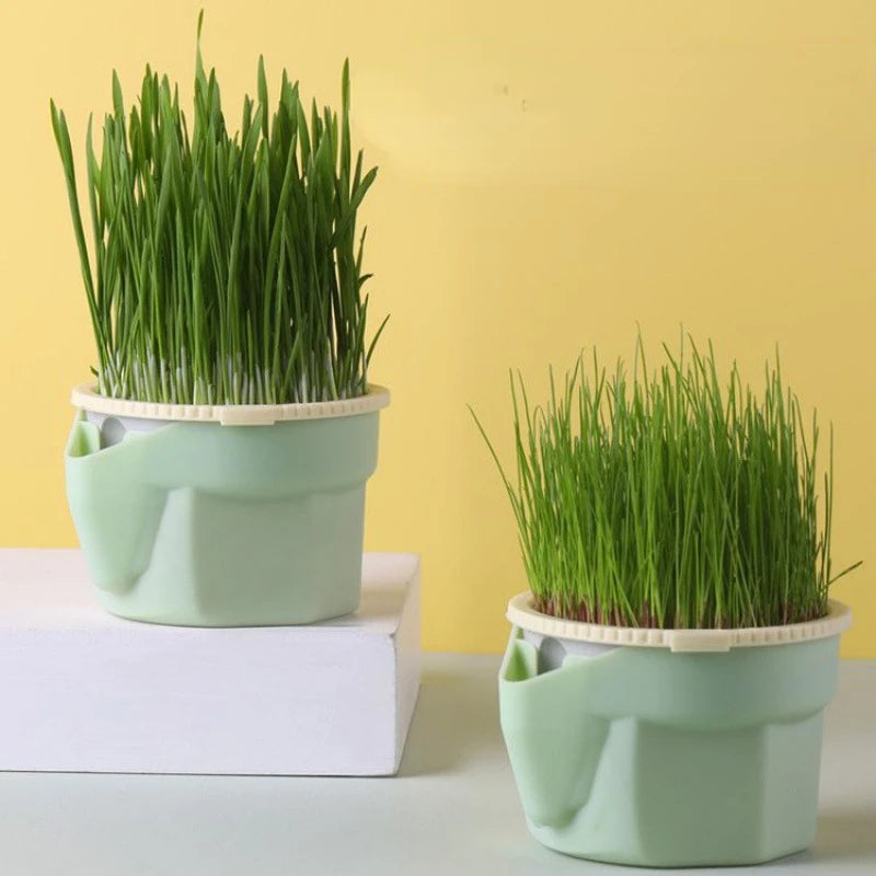 Cat Snack Mint Planting Hydroponic Plastic Box Cat Pot Contrast Hydroponic Det Cat Grass Plant Bowl without seed Garden Supply