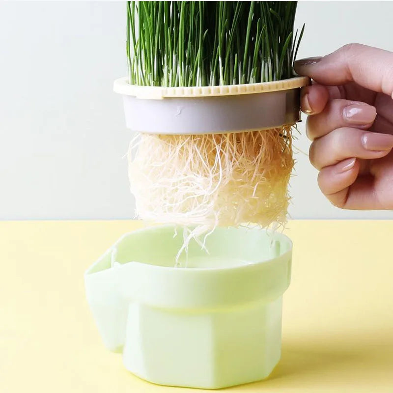 Cat Snack Mint Planting Hydroponic Plastic Box Cat Pot Contrast Hydroponic Det Cat Grass Plant Bowl without seed Garden Supply