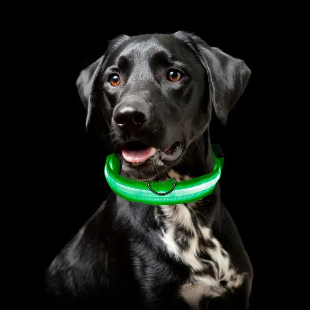 Safety Led Dog Collar Luminous Usb Cat Dog Collar Small Bright Labrador Pets Adjustable Dog Loss Prevention Puppy Accessories